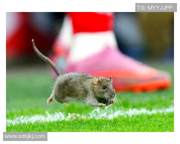 卡迪夫城与查尔顿激战正酣谁能在这场较量中笑到最后 卡迪夫城与查尔顿激战正酣谁能在这场较量中笑到最后